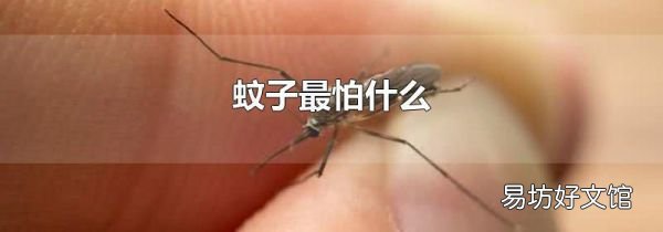 蚊子最怕什么