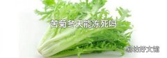 苦菊冬天能冻死吗