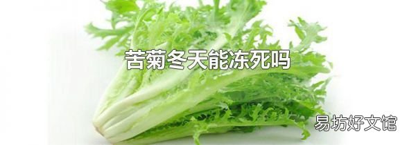 苦菊冬天能冻死吗