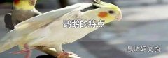 鹦鹉的特点