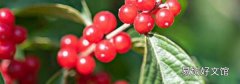 金银花果实能泡茶喝吗