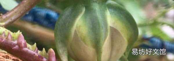 金丝指葫芦的食用方法