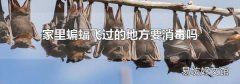 家里蝙蝠飞过的地方要消毒吗
