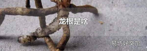 龍根是啥