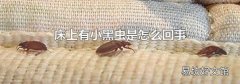 床上有小黑虫是怎么回事