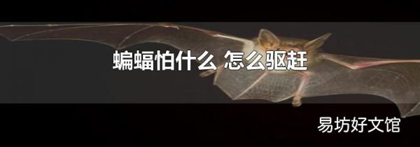 蝙蝠怕什么 怎么驱赶