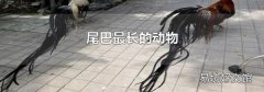 尾巴最长的动物