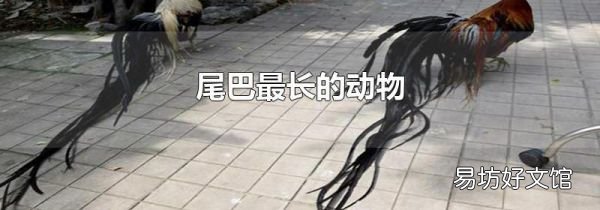 尾巴最長的動物