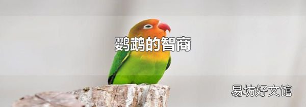 鸚鵡的智商