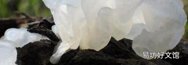 银耳与虾一起吃的后果