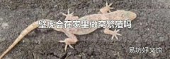 壁虎会在家里做窝繁殖吗