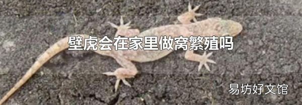 壁虎会在家里做窝繁殖吗