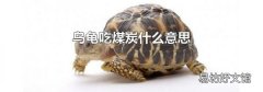 乌龟吃煤炭什么意思