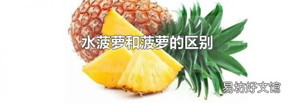 水菠蘿和菠蘿的區(qū)別