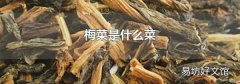 梅菜是什么菜