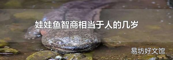 娃娃魚智商相當(dāng)于人的幾歲