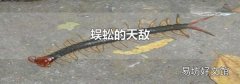 蜈蚣的天敌