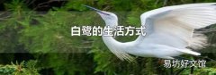 白鹭的生活方式