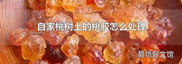 自家桃树上的桃胶怎么处理