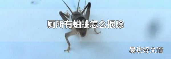 厕所有蛐蛐怎么根除