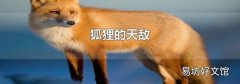 狐狸的天敌