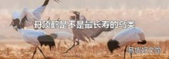 丹顶鹤是不是最长寿的鸟类