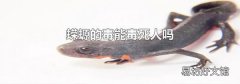 蝾螈的毒能毒死人吗