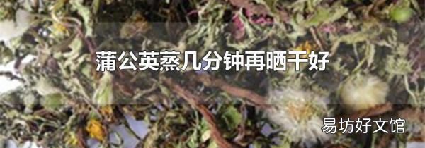 蒲公英蒸几分钟再晒干好