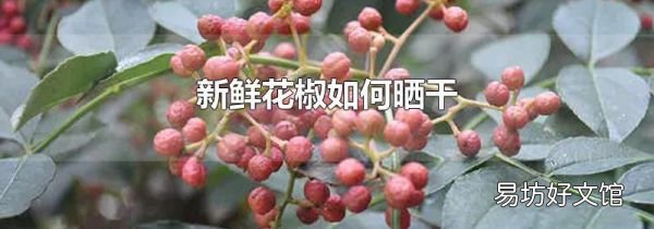 新鲜花椒如何晒干