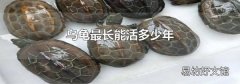 乌龟最长能活多少年