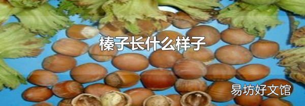 榛子长什么样子