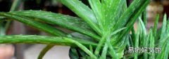 鲜芦荟如何加工才能使用
