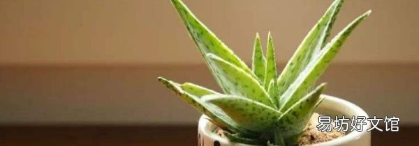 鲜芦荟早上用还是晚上用