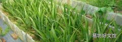 芦荟鲜叶面膜可以经常做吗