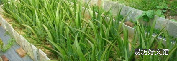 芦荟鲜叶面膜可以经常做吗