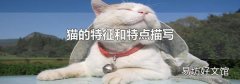 猫的特征和特点描写