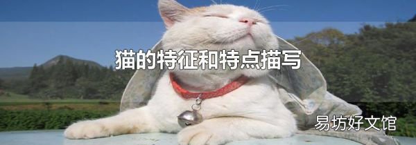 猫的特征和特点描写