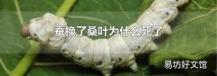 蚕换了桑叶为什么死了