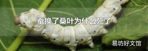 蚕换了桑叶为什么死了