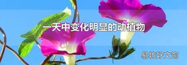 一天中變化明顯的動植物