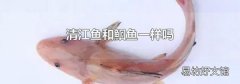 清江鱼和鮰鱼一样吗