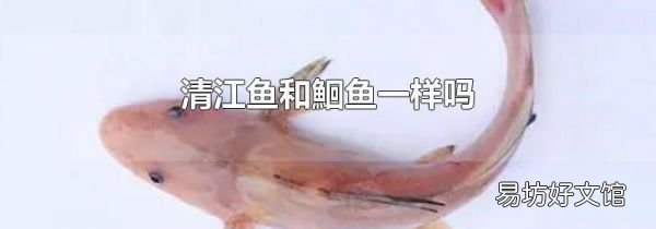 清江魚和鮰魚一樣嗎