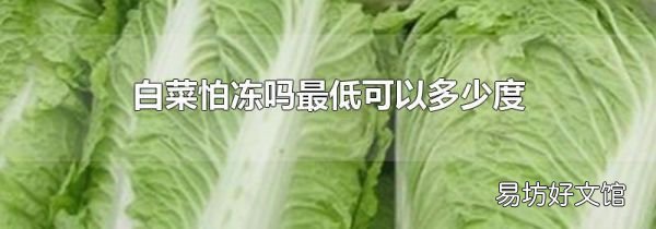 白菜怕凍嗎最低可以多少度