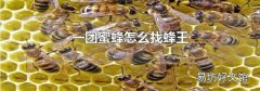 一团蜜蜂怎么找蜂王