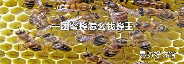 一團(tuán)蜜蜂怎么找蜂王