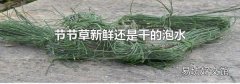 节节草新鲜还是干的泡水