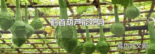 鹤首葫芦能吃吗
