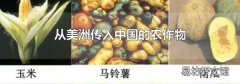 从美洲传入中国的农作物