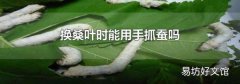 换桑叶时能用手抓蚕吗