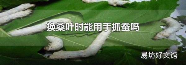換桑葉時(shí)能用手抓蠶嗎